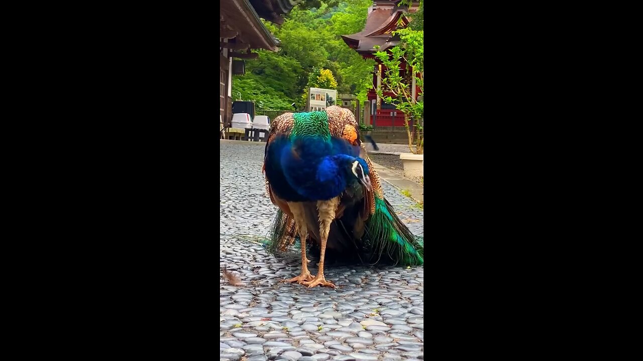 Peacock