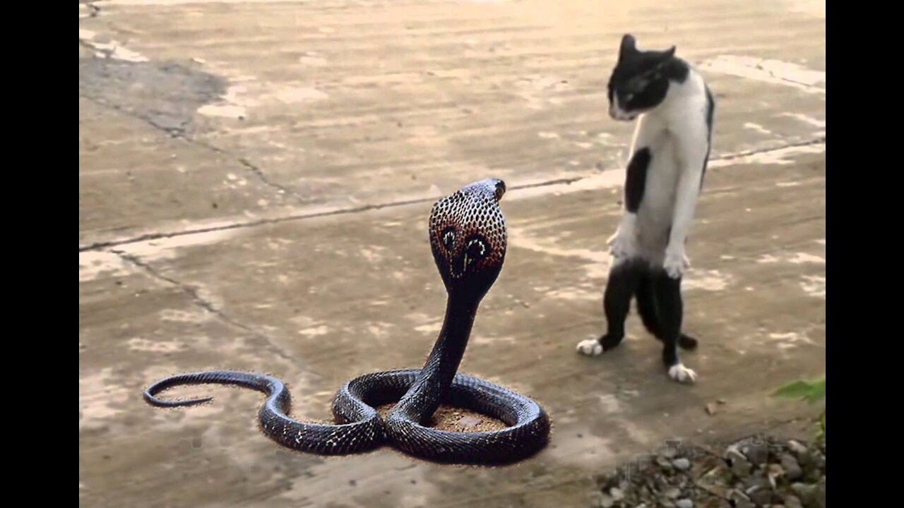 My cat found a snake