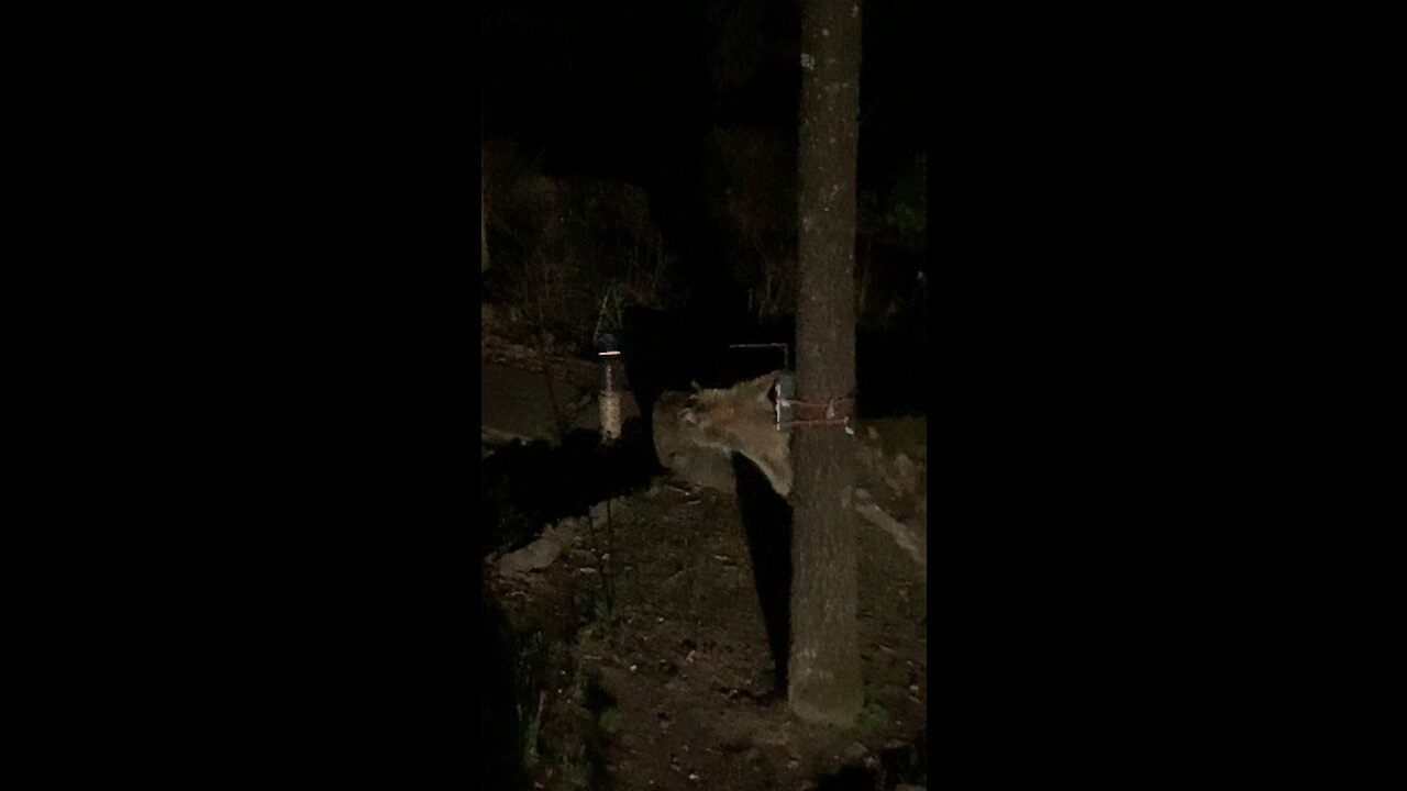 Squirrel proof bird feeder works on racoon as well