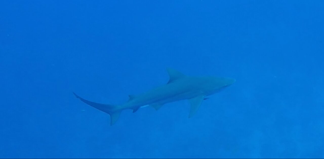 Bull Shark on Patrol