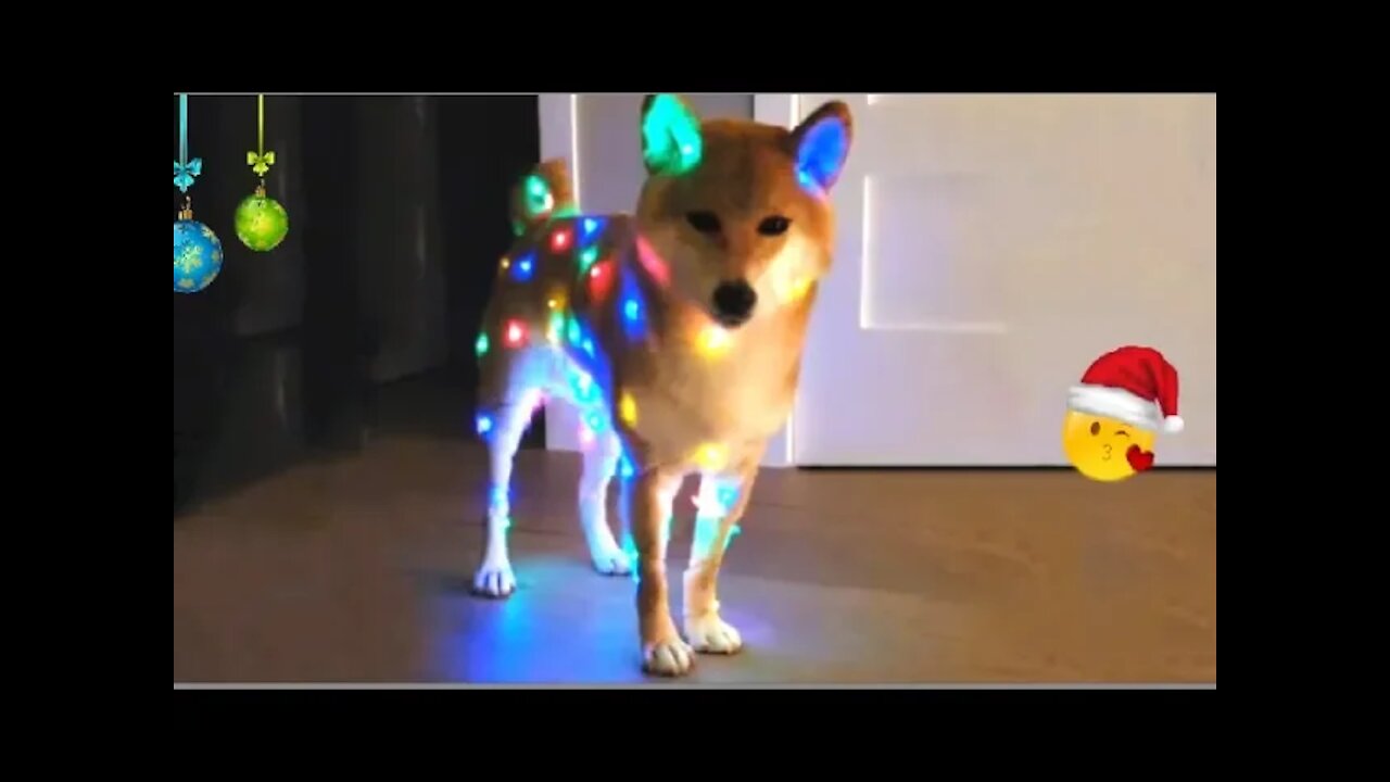 Deck the Doge