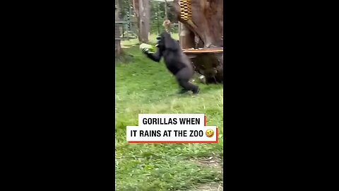 gorilla 🦍 fun 😊