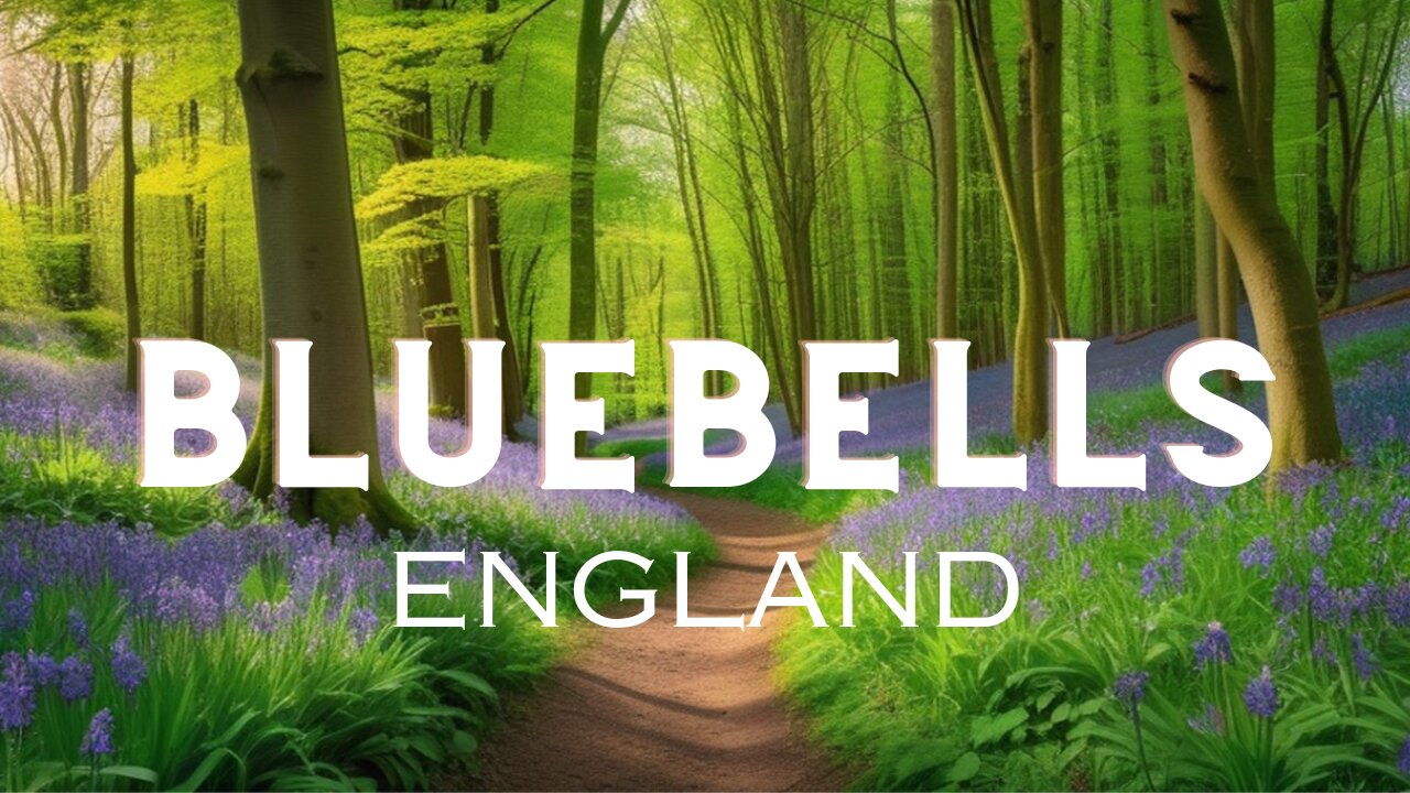 Spring in England: Discover the Magical Bluebell Forests of Ashridge & Beyond