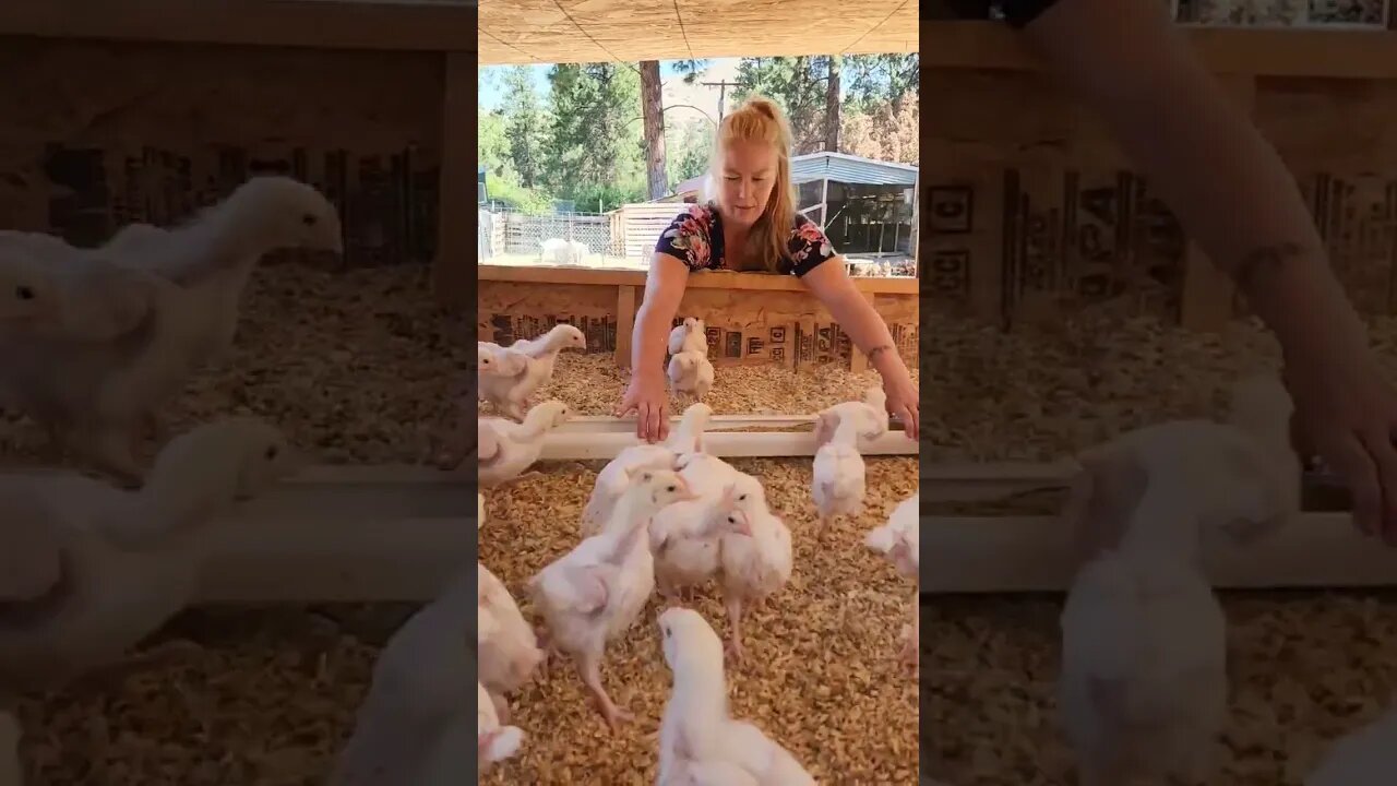 #chickens #homestead #farm #shorts