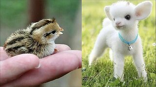 Cute baby animals Videos Compilation cute moment of the animals - Cutest Animals On Earth #5