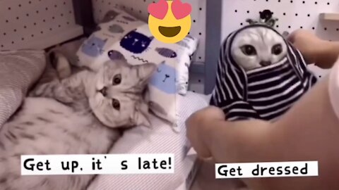 Cat cat wake up 😂🥰 new video 2021