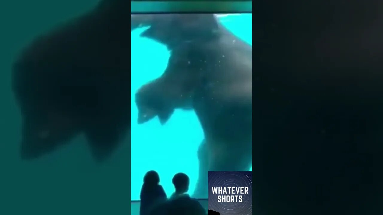 Elephant having a swim in a zoo pool #shorts #elephant #animals #swim