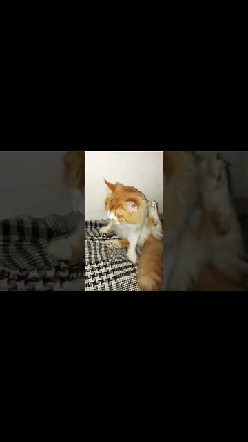 White and Brown Persian Cats #cats #shorts #youtubeshorts #max #oreo