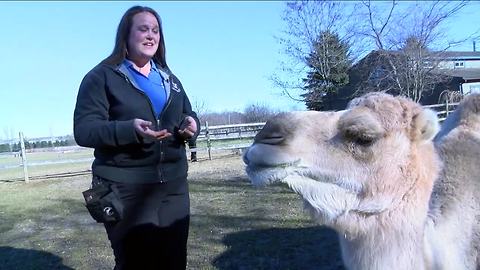 Making a camel comfy at Hawk Creek