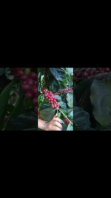 Coffee Estate @ #Chikmanglur