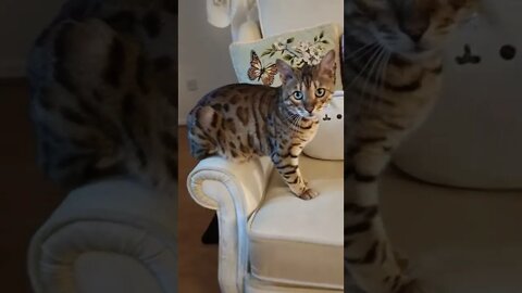 Cat sitting like a weirdo #bengalcat #funnycat #awkward