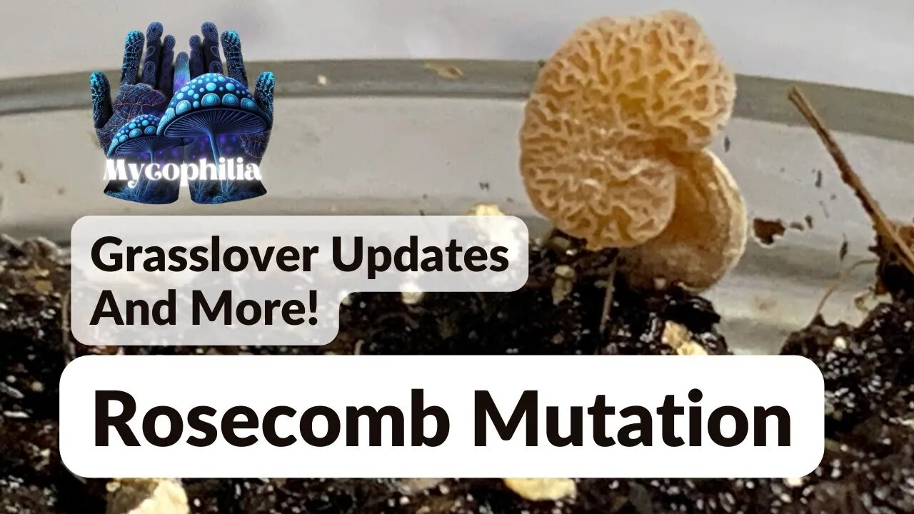 Rosecomb Mutation, Grasslover Updates, Casing Talk, and Bispo vs. Wet Rot!