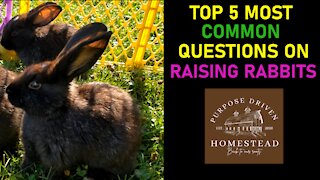 Top 5 Most Common Questions on for Raising Rabbits 🐇🐇🐇