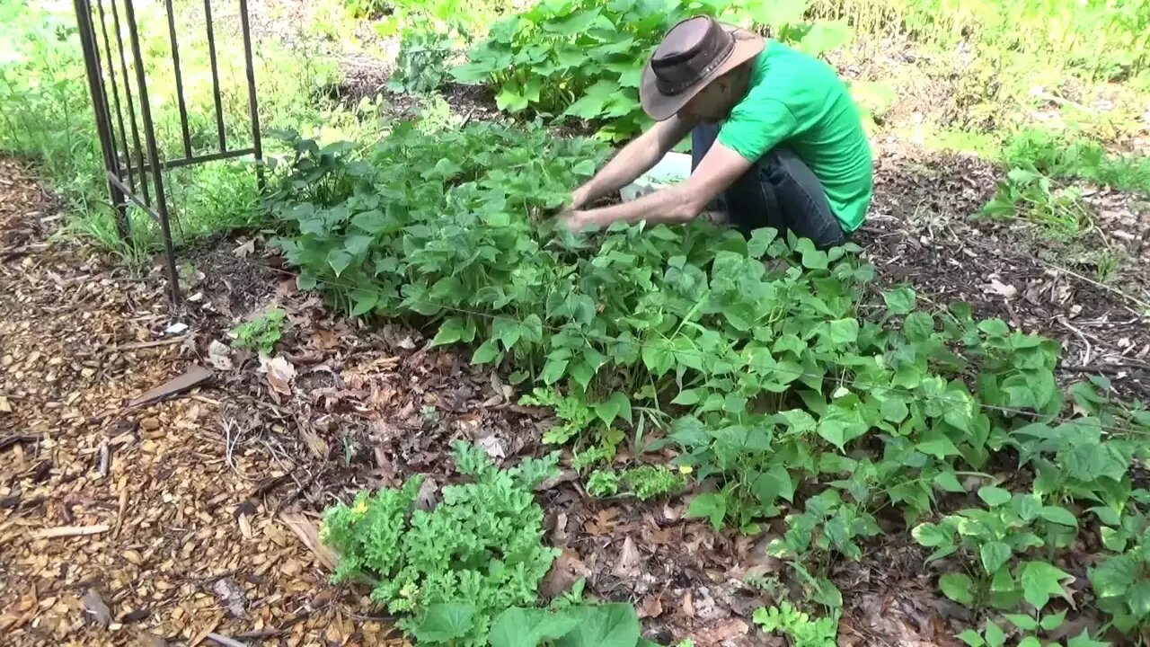 Off Grid Homestead Organic Garden Harvest & Problems