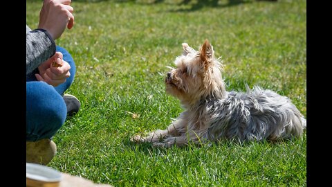 Loved Dogs But They're Too Playful To Train?