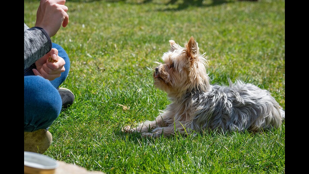 Loved Dogs But They're Too Playful To Train?