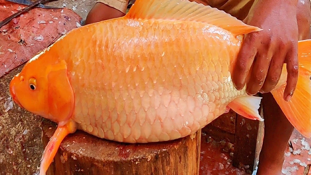 Incredible Carp Fish Cutting Live In Fish Market | Fish Cutting Skills