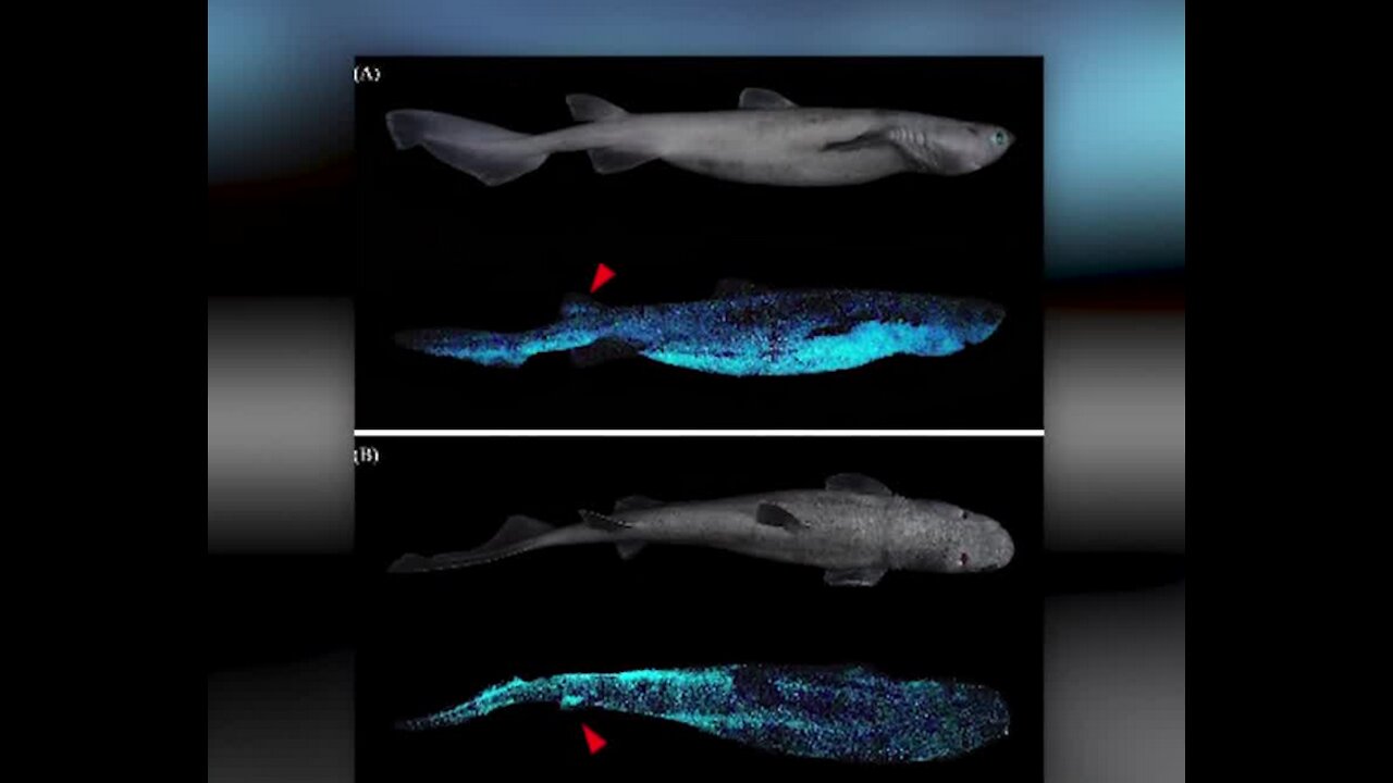 Three shark species in New Zealand glow in the dark