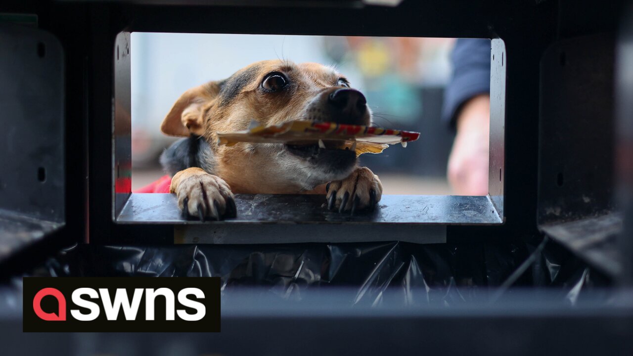 Clever dog amazes shoppers by going around tidying up litter and putting it in the bin