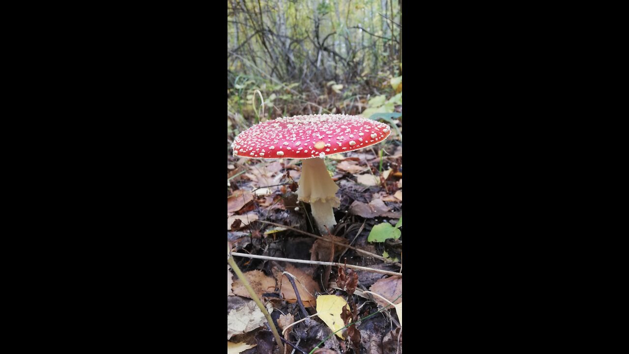 Fly agaric