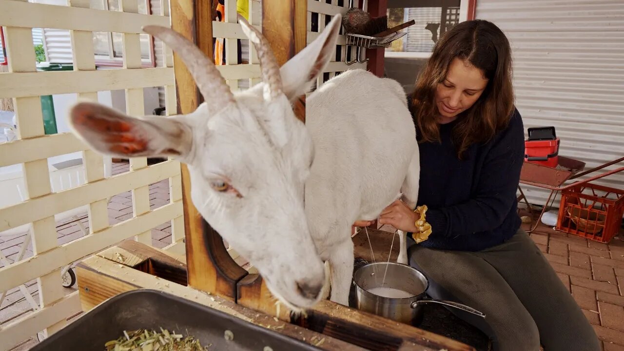 5am morning routine milking my goats. A peaceful chat on the milk stand - Free Range Homestead Ep 28