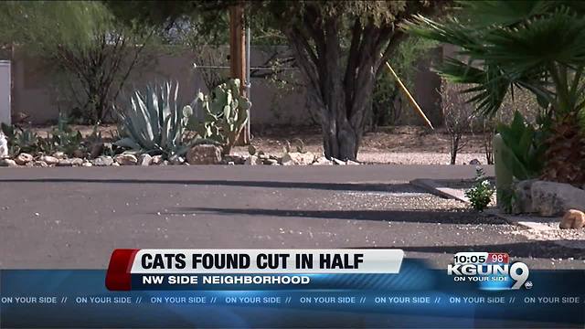 PCSD confirms dismembered cats found in Flowing Wells