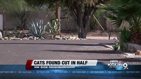 PCSD confirms dismembered cats found in Flowing Wells