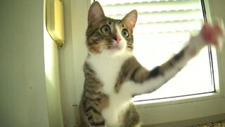 Kitten Hits the Toy with His Paw