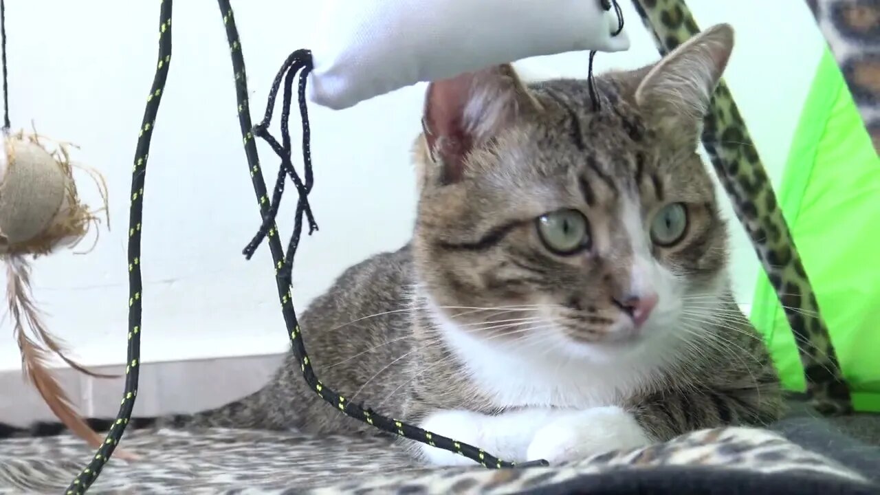 Playful Cat Cannot Decide what to Bite