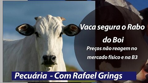 Vaca segura rabo do boi. Preços não reagem no mercado físico e na B3