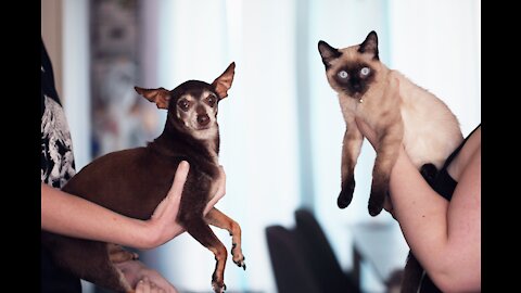 Cats and Dogs Meet Each Other For The First Time