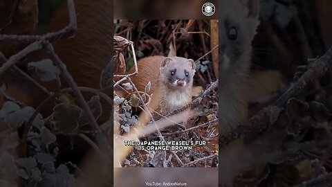 Japanese Weasel 🦡 Night's Cutest Hunter!