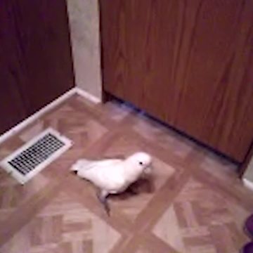 Lady Asks Parrot Bird To Knock On Door If He Wants To Come Inside