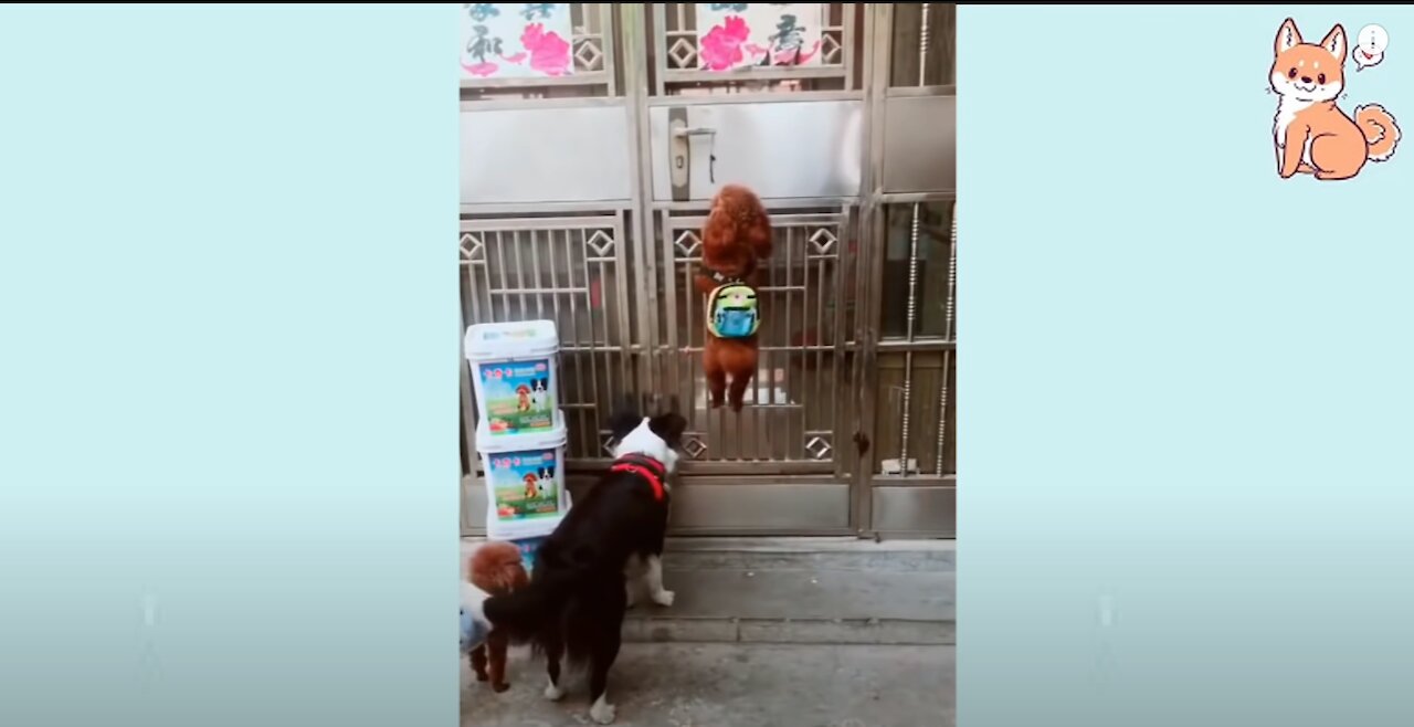 Cute Little Dog Knows How To Perfectly Open a Door Like Humans! Funny Dogs Compilation