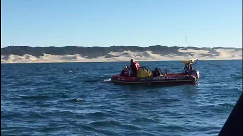 Humpback whale disentangled at Kowie River Mouth (Lnf)