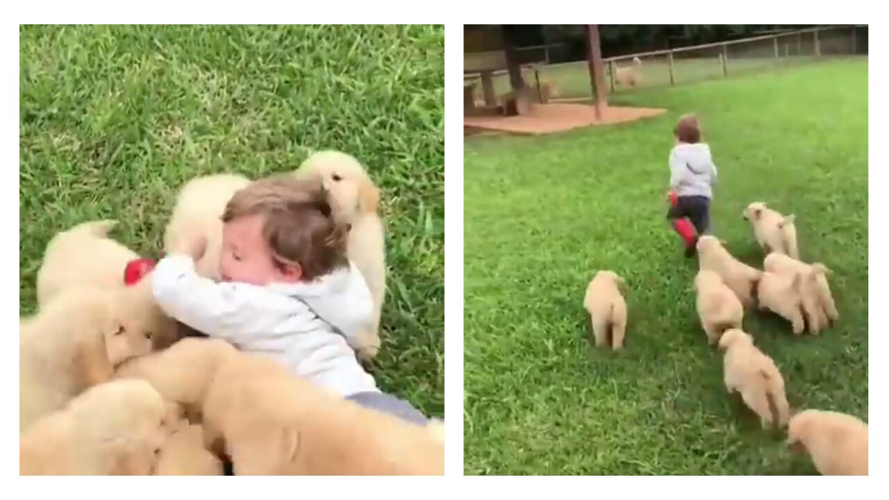 puppies adorably chase toddler