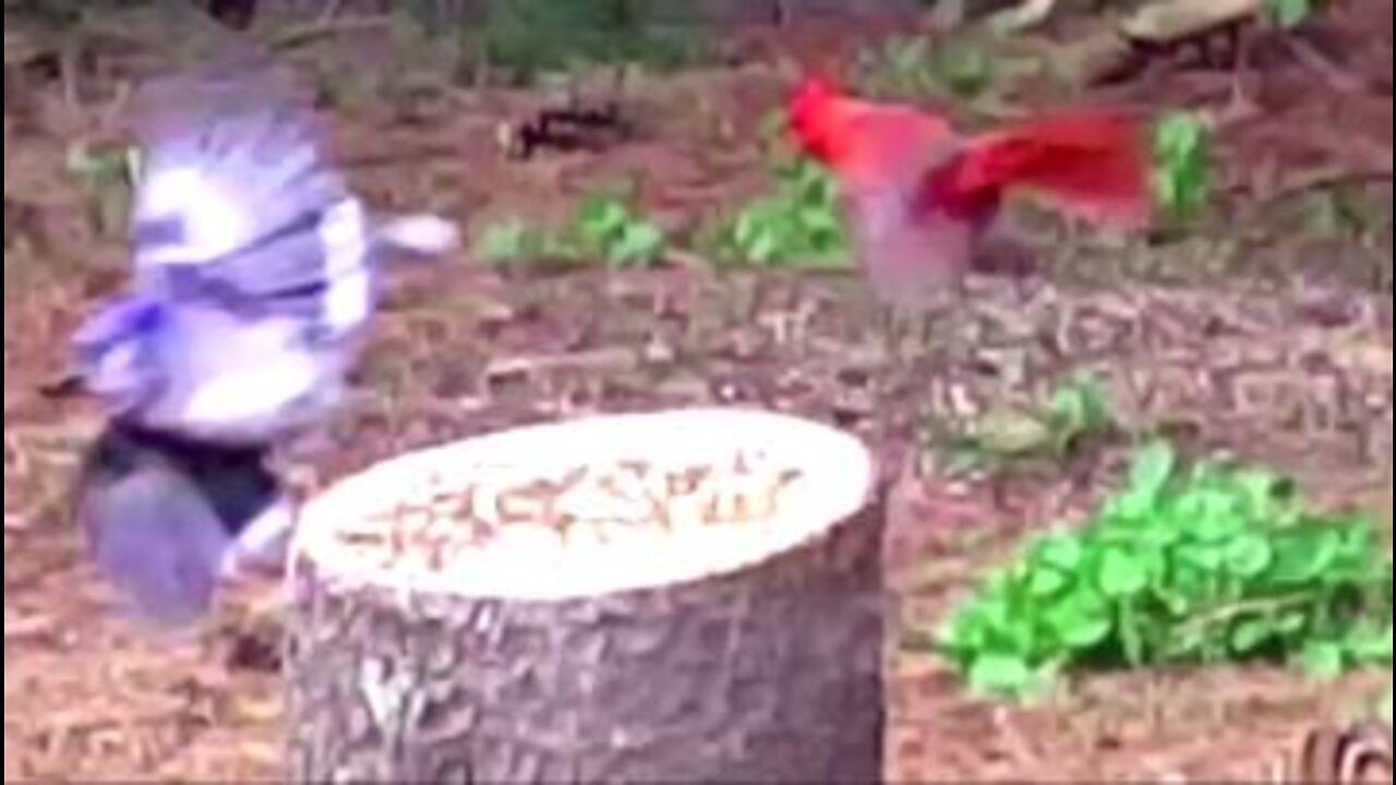 Vermont Disney Princess Back Yard I: Cardinal VS. Blue Jay, South Park Cartman Respect My Authority!