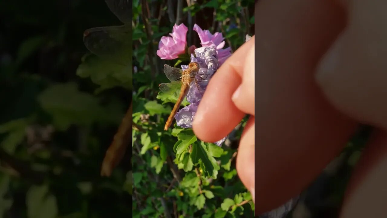 Petting a Dragonfly