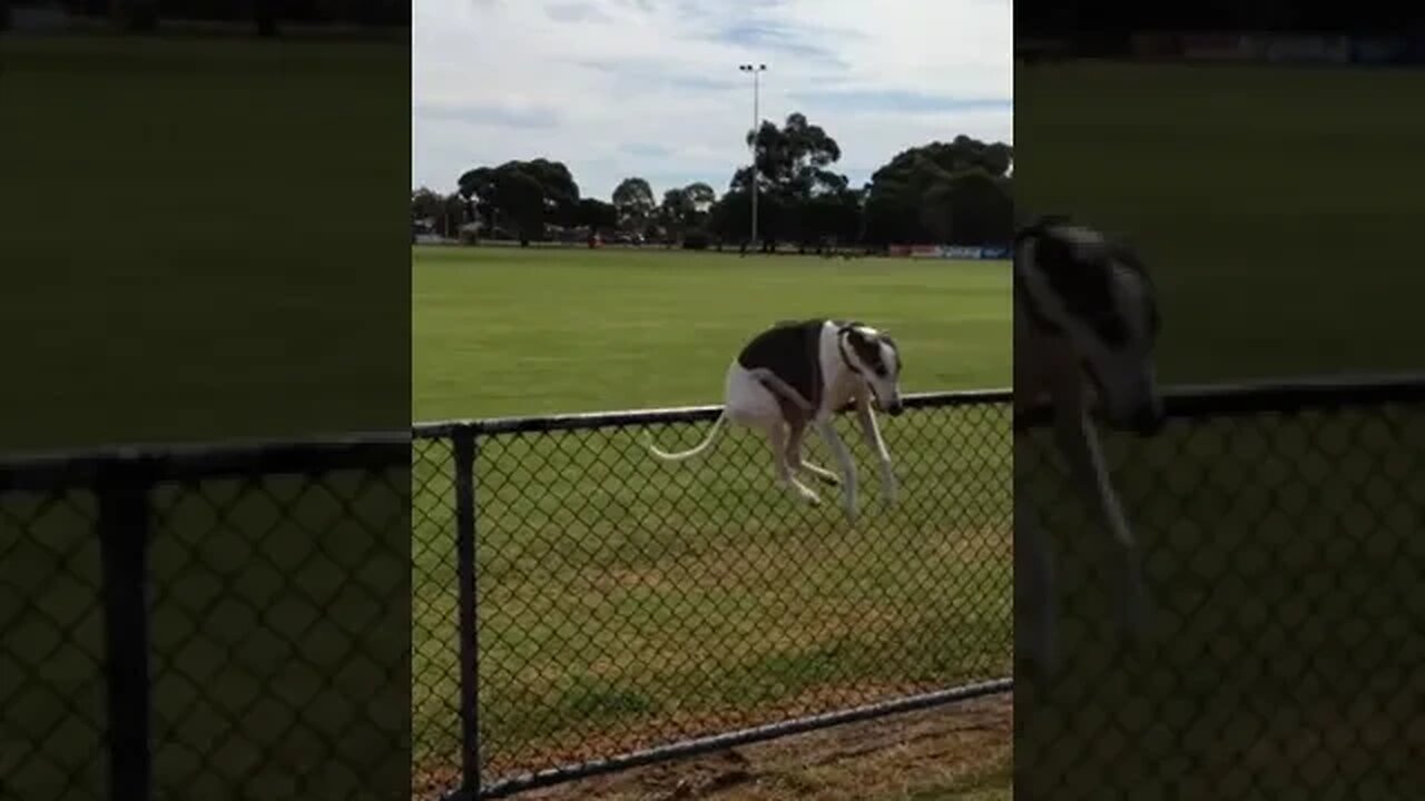 We do know how to jump YA 👍🥰👈🐶 #shorts