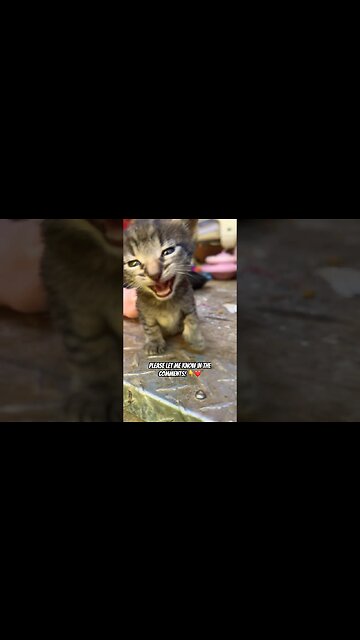 I Wish He Was Better! 🙀 | Cutest Cats Ever #shorts #cats #animals #catlover #kittens #adley