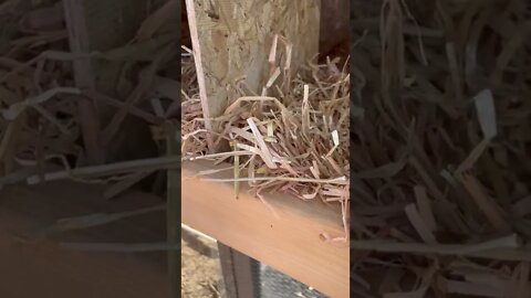 Strange small egg in the Chickens nest box.