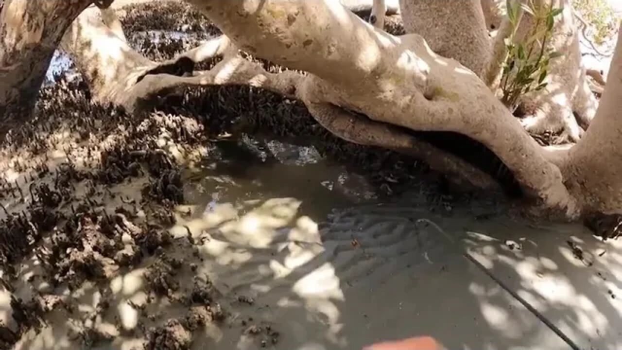 7 $ GIANT CRAB vs MY GIRLFRIEND Her first crab caught by hand CATCH AND COOK