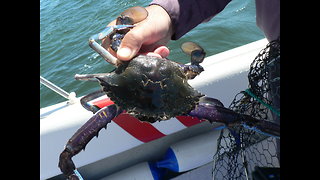 Catching Crabs in Mandurah Western Australia