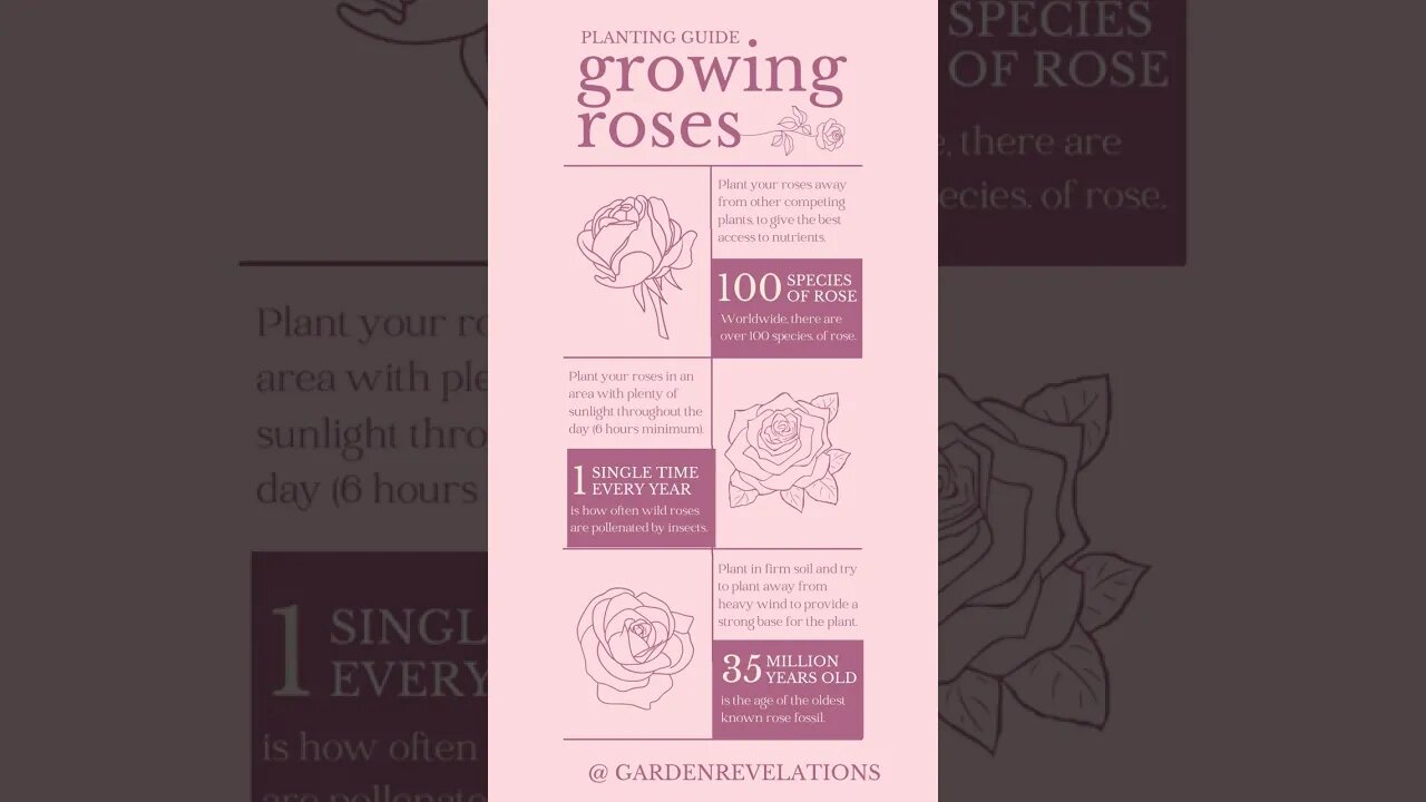 Fun Facts About Roses for New Rose Gardeners