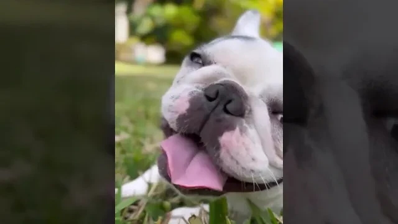 Dog Lies On The Grass With His Tongue Hanging Out #shortspetsvideos #pet #viral