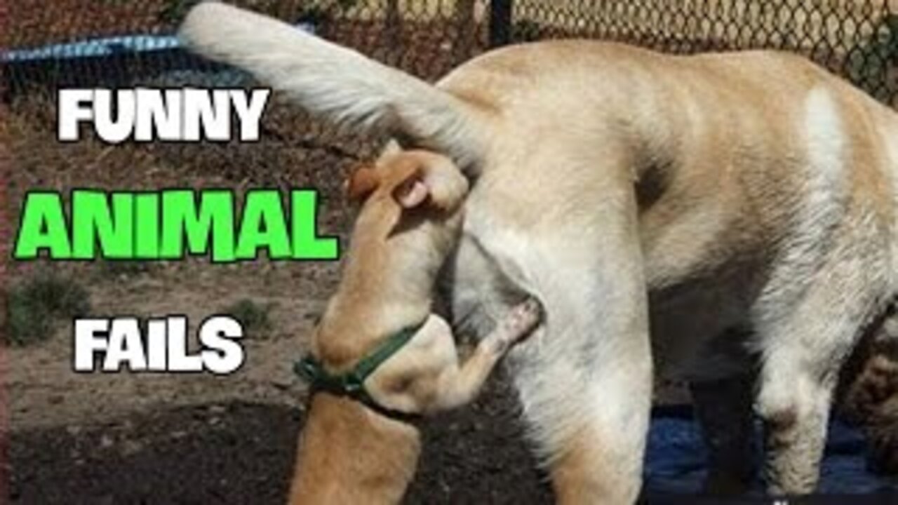 Funniest ANIMAL FAILS IN 1 Minute _ SHORT _ FUNNY Animal Videos _Shorts videos