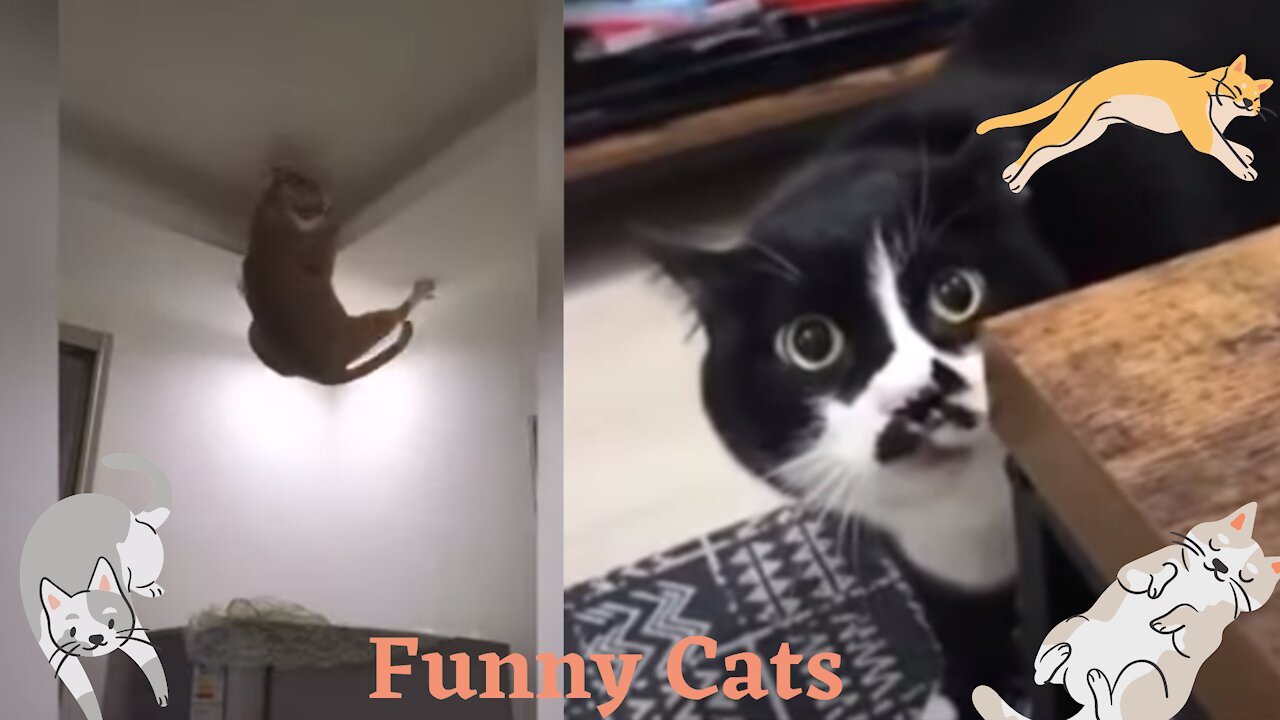 Funny cats!! speaking english, a lot of fun.