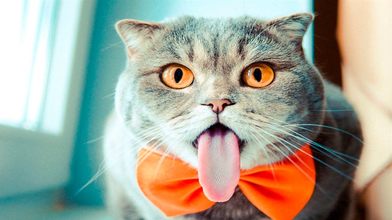 Kute Pets And Funny Animals