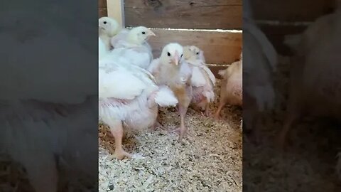 Meat birds are 2 weeks old today! #chickens #meatbirds #homesteading #farmlife #farmanimals