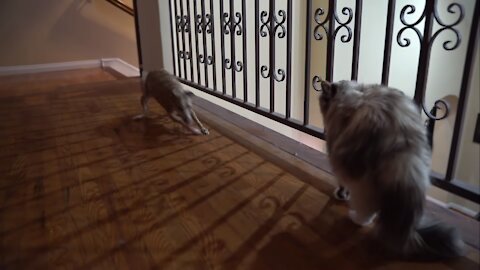 Uh Oh! The Dogs Meet A Cat! Funny Reaction!!